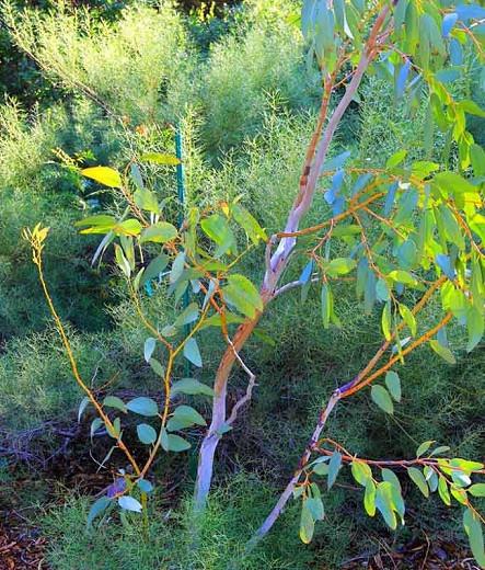 Eucalyptus pauciflora subsp. debeuzevillei, Jounama Snow Gum, Giant Snow Gum, Snow Gum, White Sally, Evergreen Tree, Beautiful Bark, Fragrant Tree